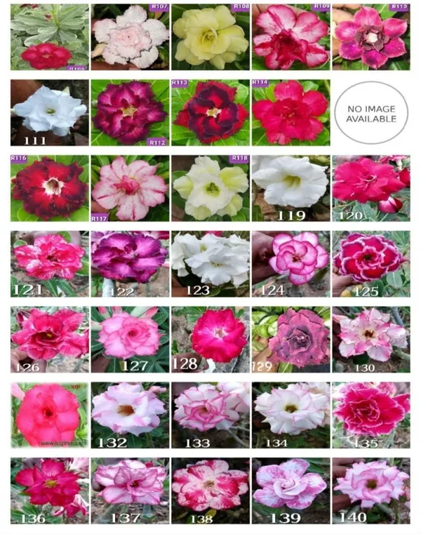 Adenium_Plant_(Hybrid,_Pack_of_3)