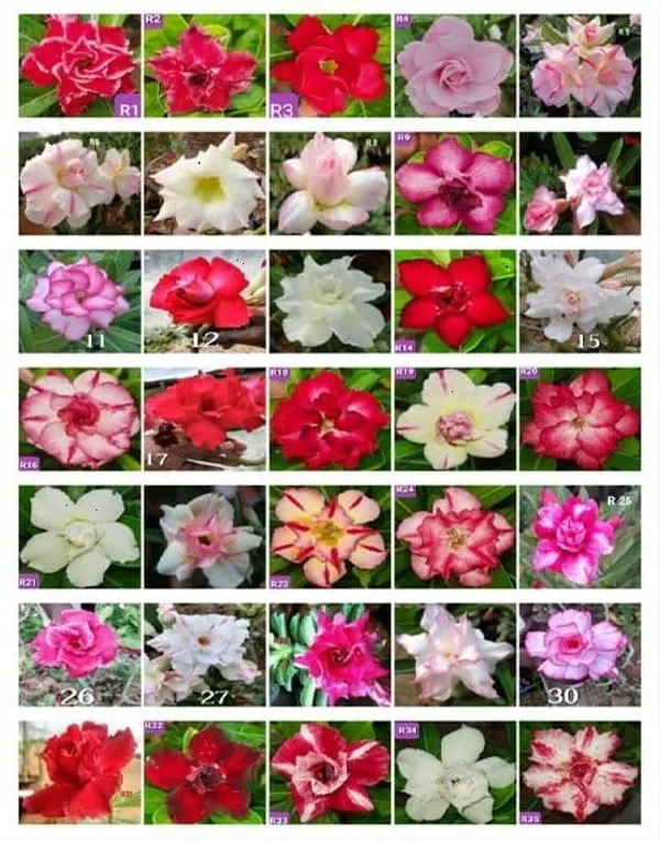 Adenium_Plant_(Hybrid,_Pack_of_3)