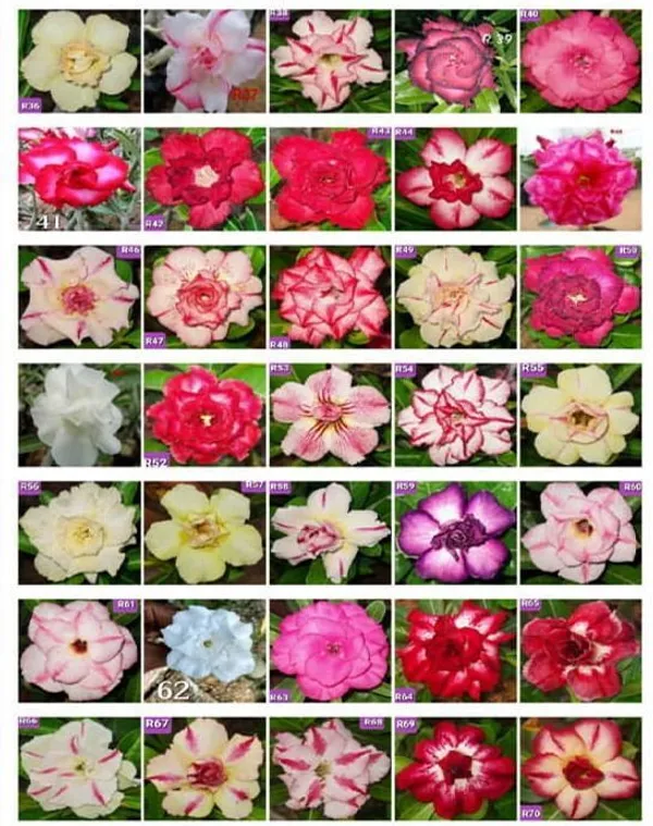 Adenium_Plant_(Hybrid,_Pack_of_3)