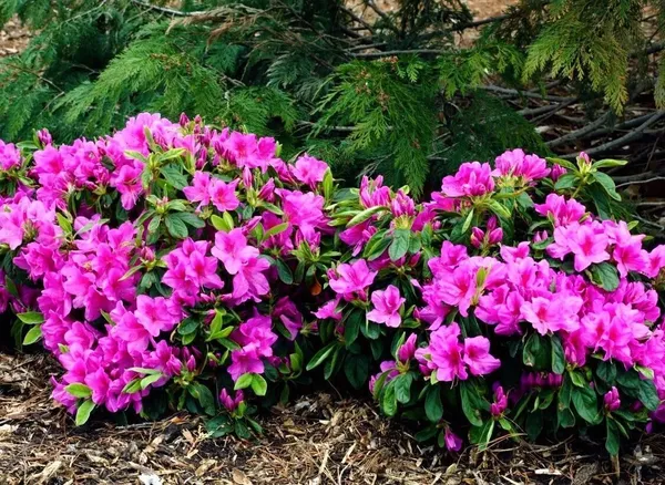 Azalea_plant_(Hybrid,_Pack_of_1)