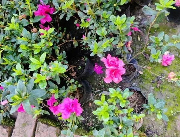 Azalea_plant_(Hybrid,_Pack_of_1)