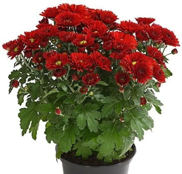 Chrysanthemum_(Hybrid,_Pack_of_3)