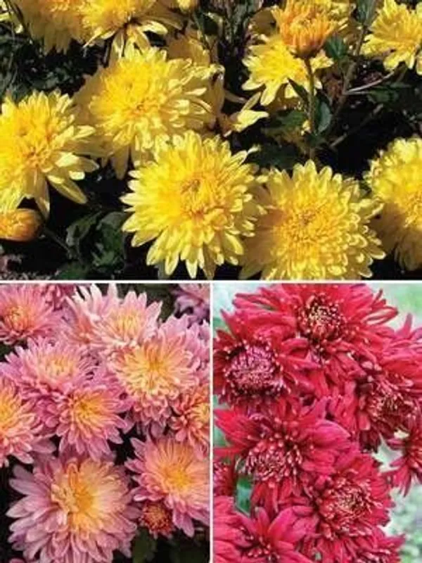 Chrysanthemum_(Hybrid,_Pack_of_3)