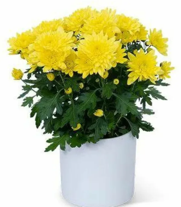 Chrysanthemum_(Hybrid,_Pack_of_3)