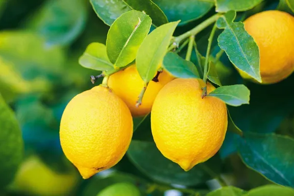 Lemon_Plant_(Hybrid,_Pack_of_1)