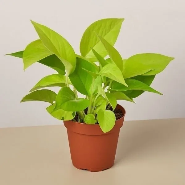 Money_Plant_(Hybrid,_Pack_of_1)