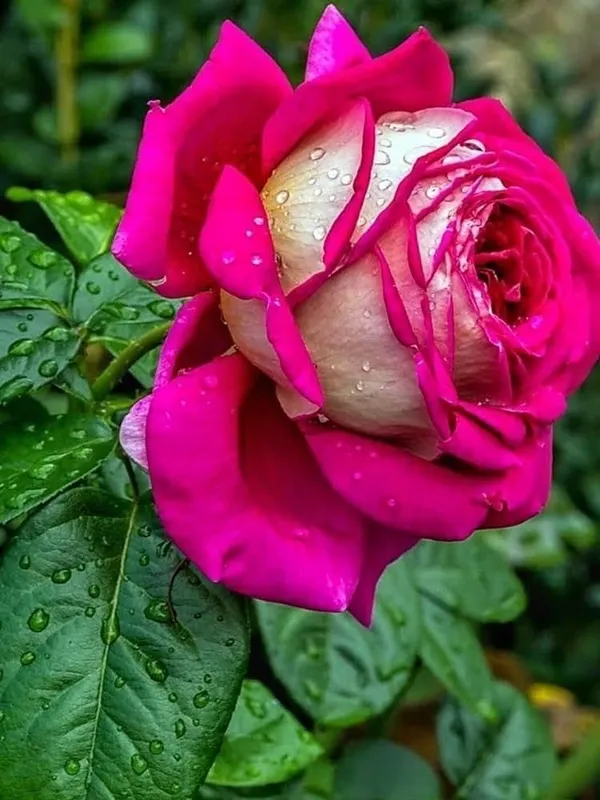 Rose_Plant_(Hybrid,_Pack_of_3)