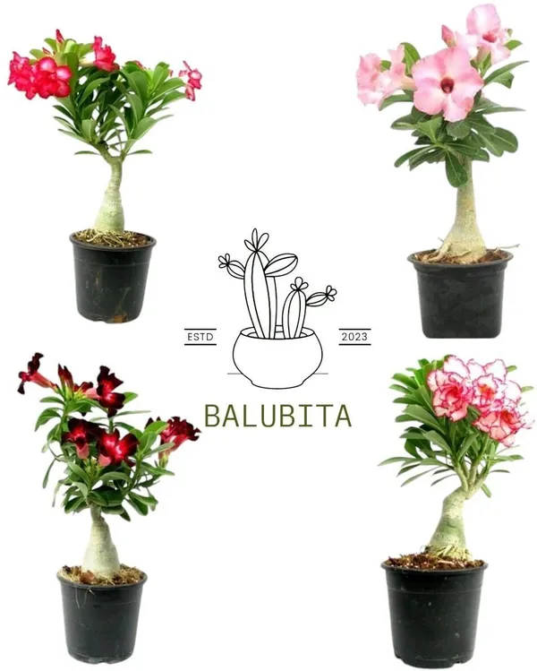 Adenium_Plant_(Hybrid,_Pack_of_1)