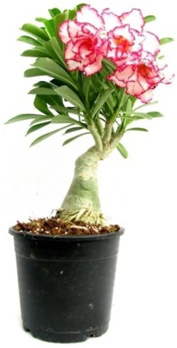 Adenium_Plant_(Hybrid,_Pack_of_1)