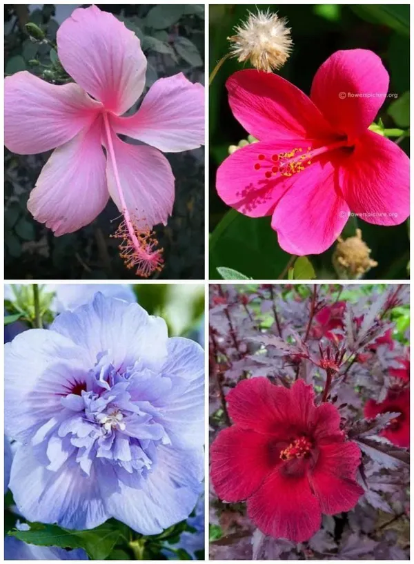 Hibiscus_Plant_(Hybrid,_Pack_of_1)