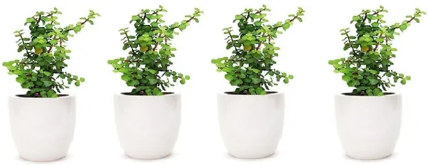 Jade_Plant_(Hybrid,_Pack_of_1)