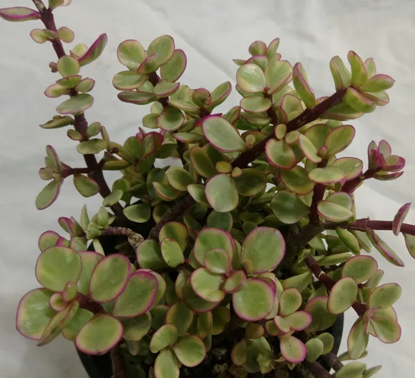 Jade_Plant_(Hybrid,_Pack_of_1)