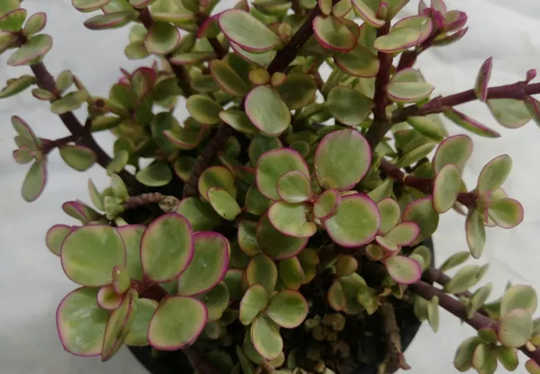 Jade_Plant_(Hybrid,_Pack_of_1)
