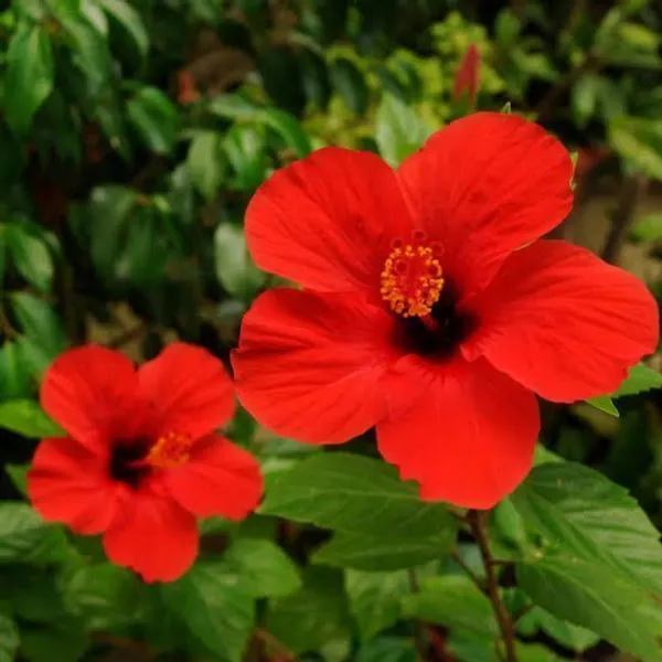 Hibiscus_Plant_(Hybrid,_Pack_of_1)