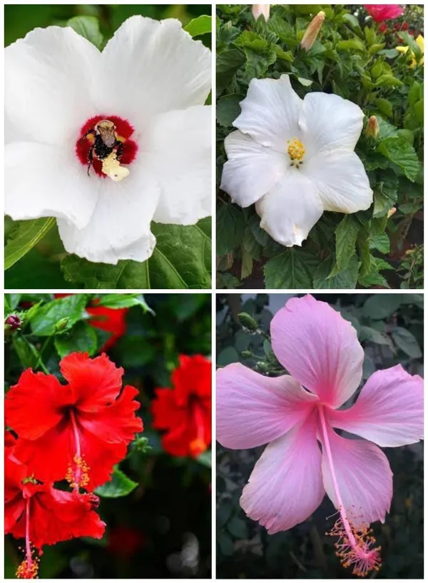 Hibiscus_Plant_(Hybrid,_Pack_of_4)