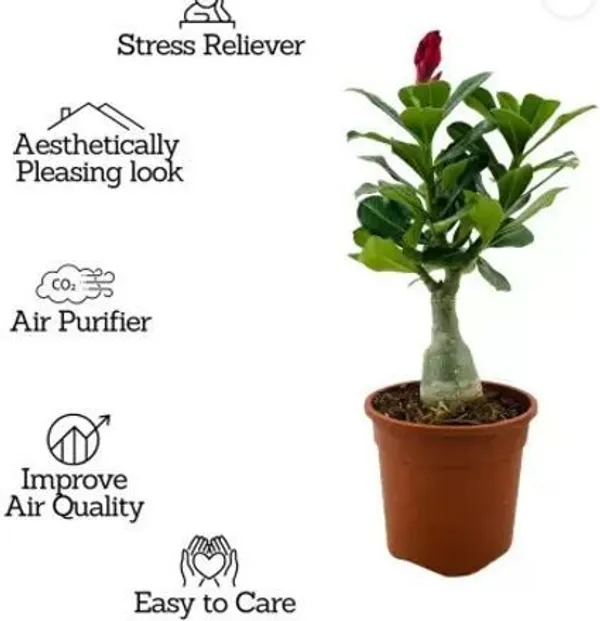 Adenium_Plant_(Hybrid,_Pack_of_6)