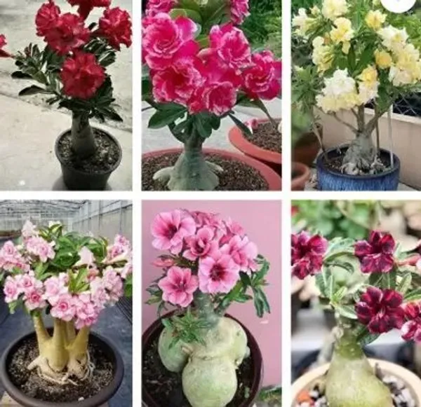 Adenium_Plant_(Hybrid,_Pack_of_6)