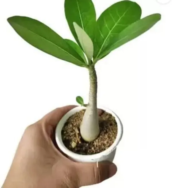 Adenium_Plant_(Hybrid,_Pack_of_6)