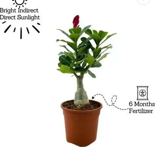 Adenium_Plant_(Hybrid,_Pack_of_6)