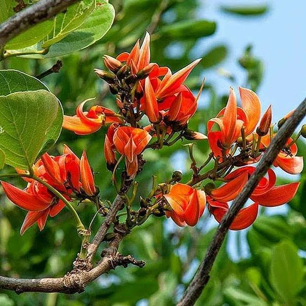 Palas_Tree_Plant_(Hybrid,_Pack_of_1)