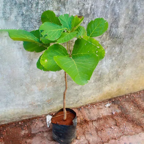 Palas_Tree_Plant_(Hybrid,_Pack_of_1)