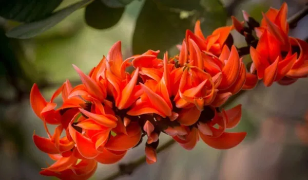 Palas_Tree_Plant_(Hybrid,_Pack_of_1)
