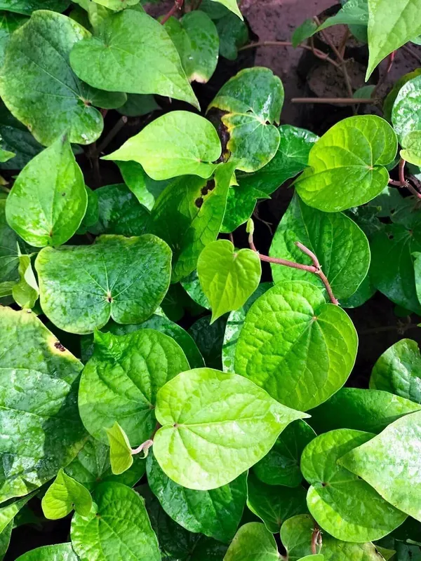 Betal_Leaf_Plant_(Hybrid,_Pack_of_1)