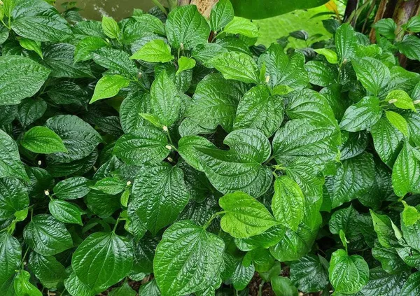 Betal_Leaf_Plant_(Hybrid,_Pack_of_1)