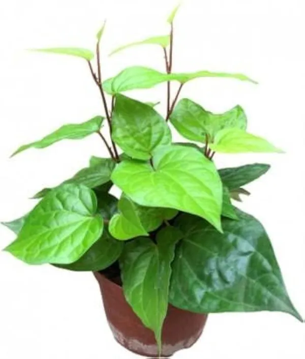 Betel_Leaf_Plant_(Hybrid,_Pack_of_1)