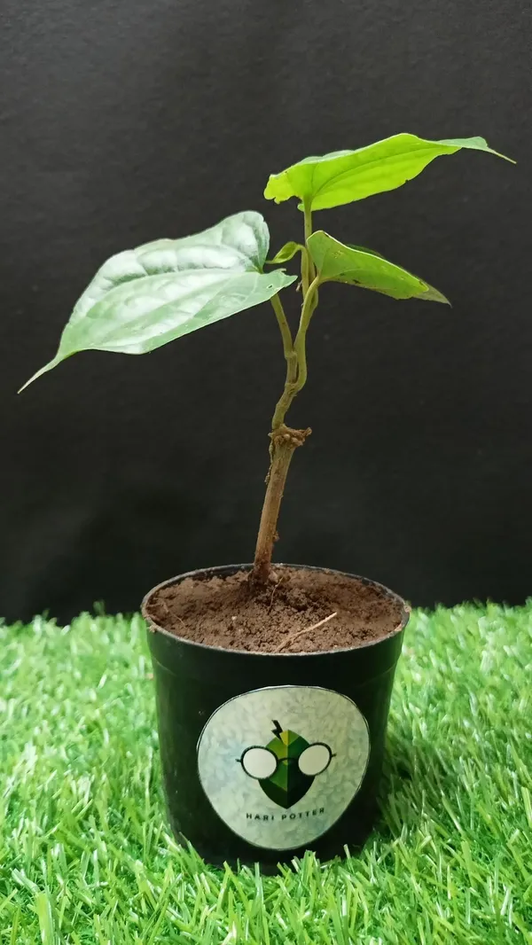 Betel_Leaf_Plant_(Hybrid,_Pack_of_1)