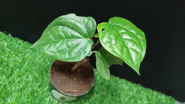 Betel_Leaf_Plant_(Hybrid,_Pack_of_1)