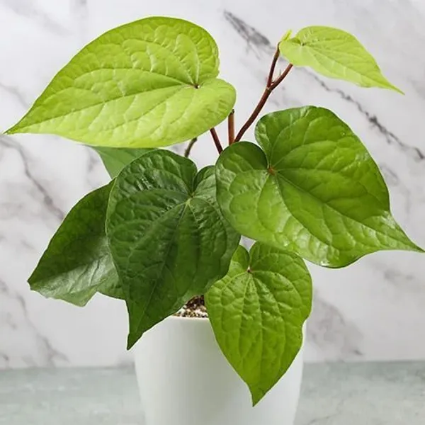 Betel_Leaf_Plant_(Hybrid,_Pack_of_1)