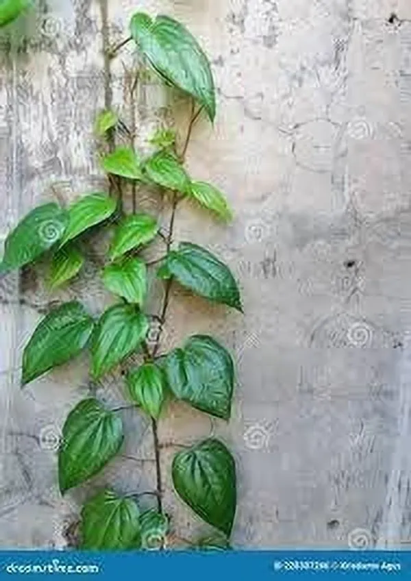 Betel_Leaf_Plant_(Hybrid,_Pack_of_1)