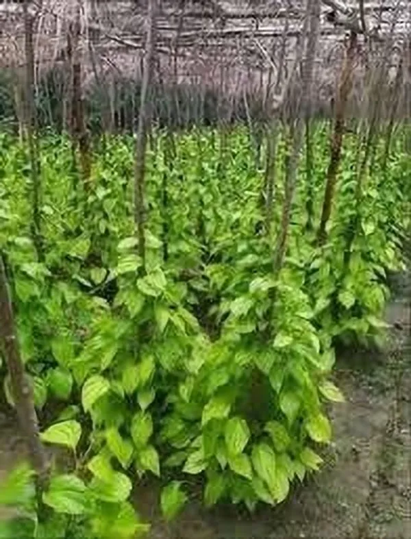Betel_Leaf_Plant_(Hybrid,_Pack_of_1)
