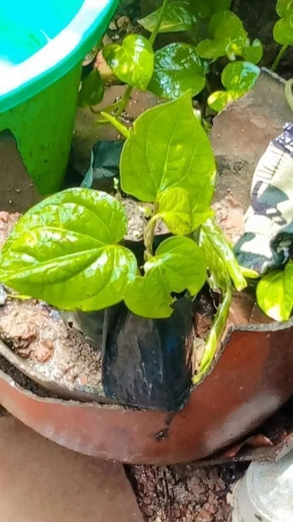 Betel_Leaf_Plant_(Hybrid,_Pack_of_1)