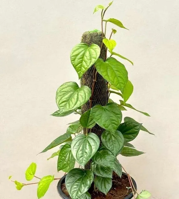 Betel_Leaf_Plant_(Hybrid,_Pack_of_1)