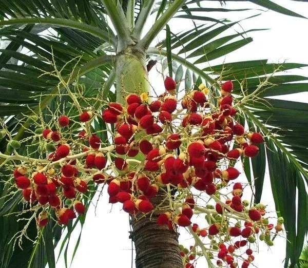 Betel_Leaf_Plant_(Hybrid,_Pack_of_1)