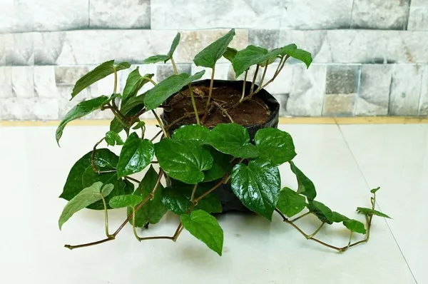 Betel_Leaf_Plant_(Hybrid,_Pack_of_1)
