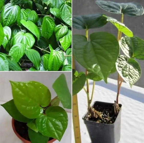 Betel_Leaf_Plant_(Hybrid,_Pack_of_1)