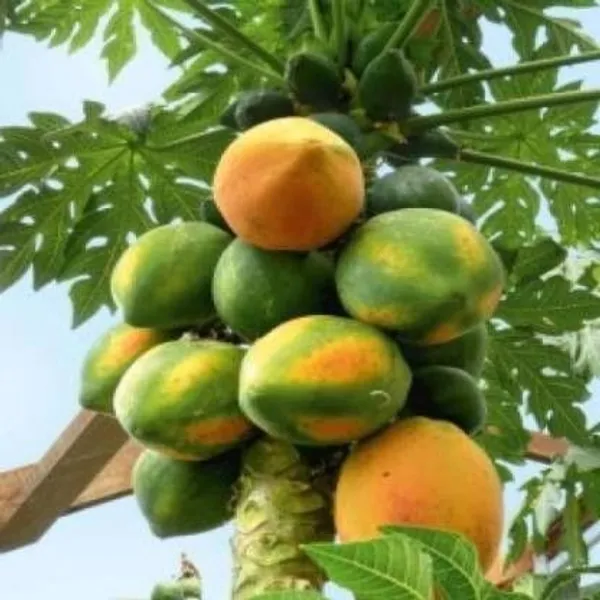 Papaya_Plant_(Hybrid,_Pack_of_1)