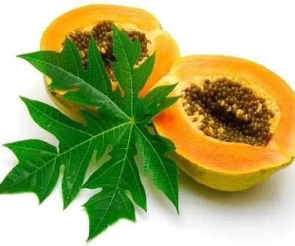 Papaya_Plant_(Hybrid,_Pack_of_1)