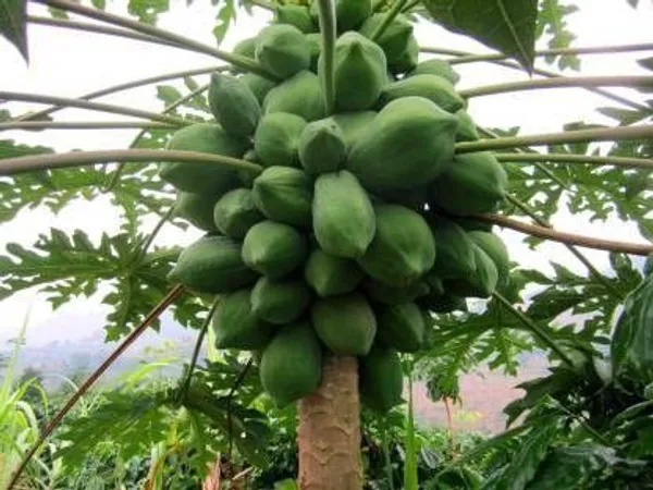 Papaya_Plant_(Hybrid,_Pack_of_1)