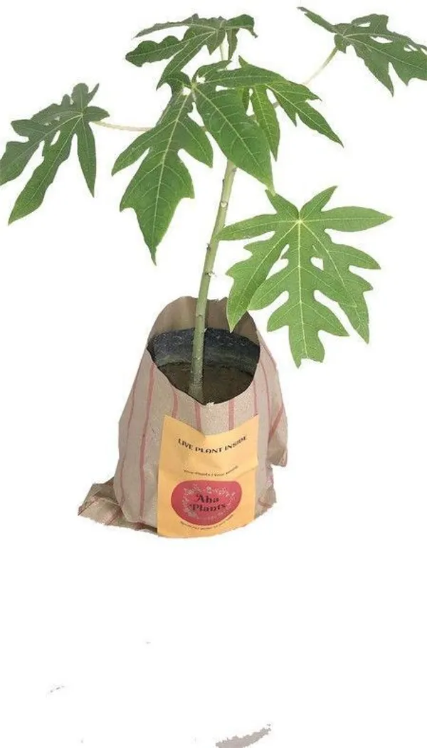 Papaya_Plant_(Hybrid,_Pack_of_1)
