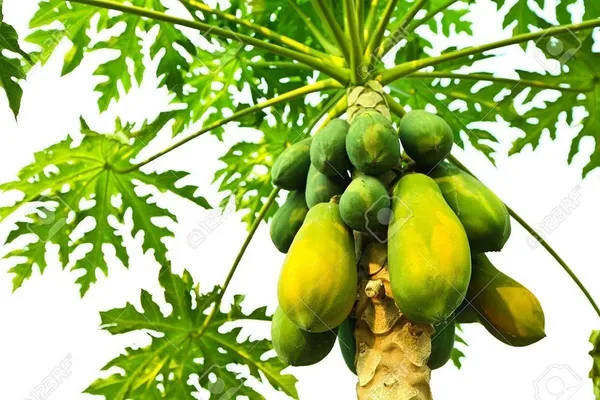 Papaya_Plant_(Hybrid,_Pack_of_1)