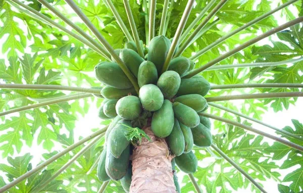 Papaya_Plant_(Hybrid,_Pack_of_1)
