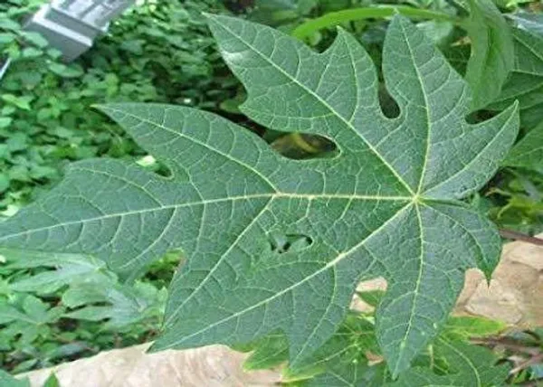 Papaya_Plant_(Hybrid,_Pack_of_1)