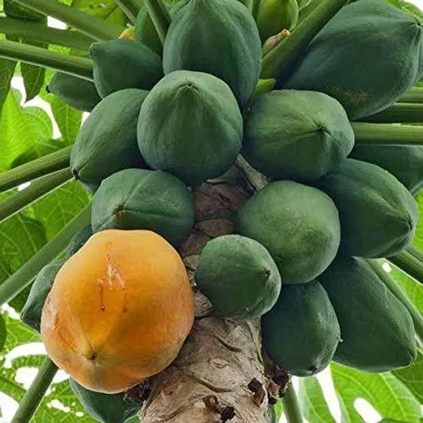 Papaya_Plant_(Hybrid,_Pack_of_1)
