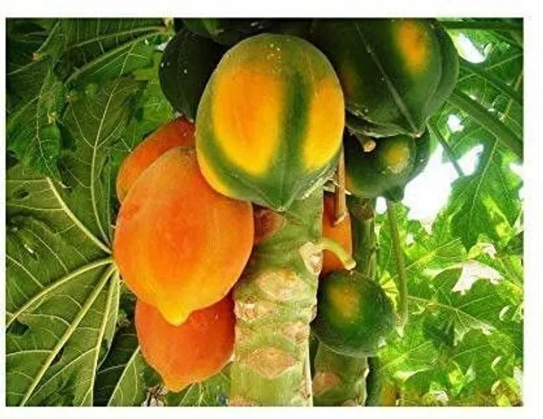 Papaya_Plant_(Hybrid,_Pack_of_1)