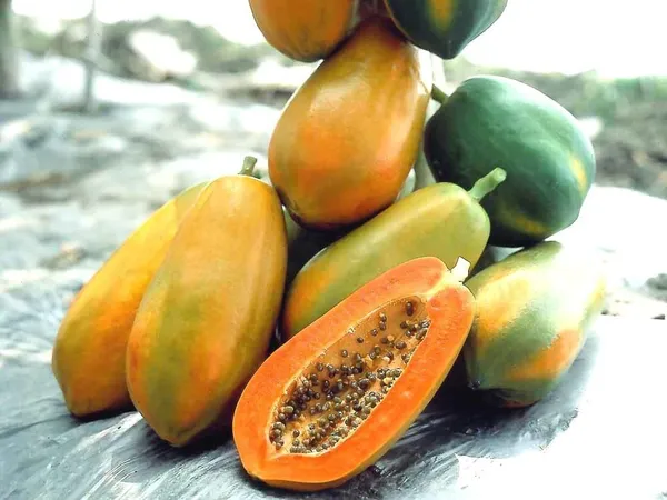 Papaya_Plant_(Hybrid,_Pack_of_1)