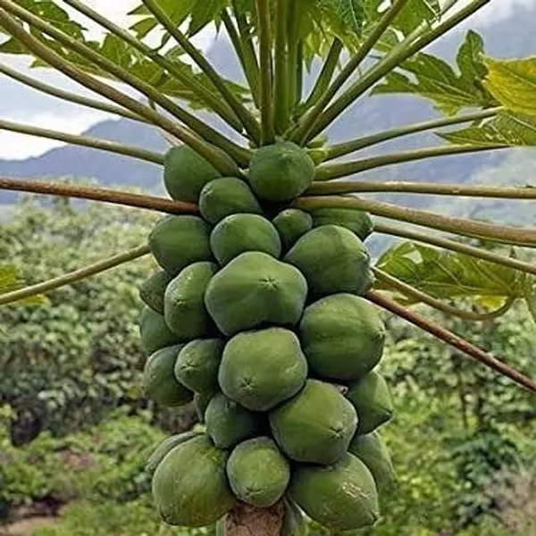Papaya_Plant_(Hybrid,_Pack_of_1)